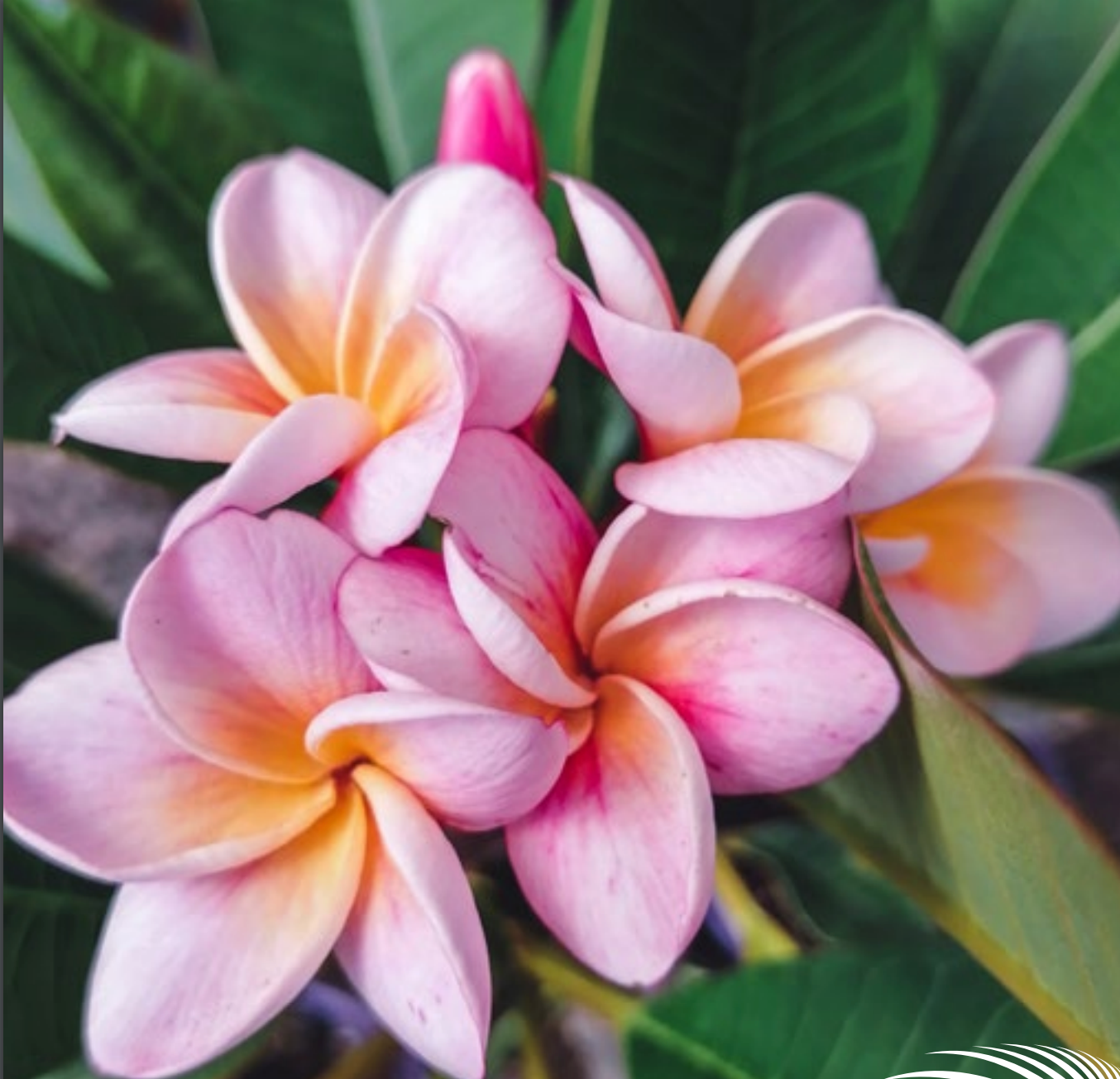 Plumeria - Divine - PLANTE!