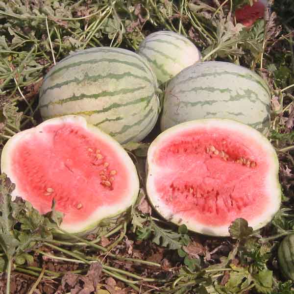 Dixie Queen - Vandmelon