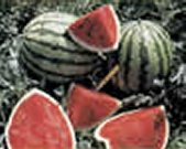 Dixie Lee - vandmelon