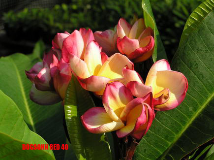 Plumeria -  Dogsonn Red