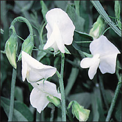 Ærteblomst - Dorothy Eckford - Lathyrus odorata