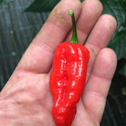 Naga Morich (Dorset naga)