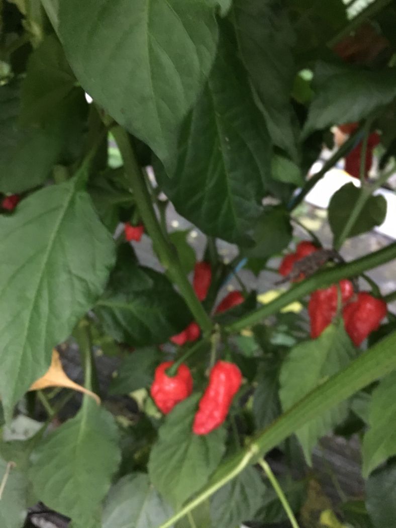 Naga Morich - C. chinense