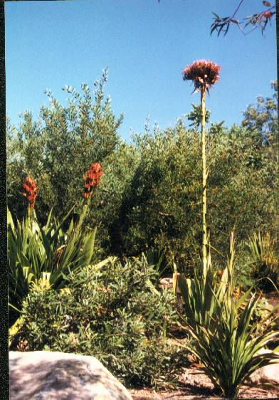 Gymea lilje - Doryanthes excelsa