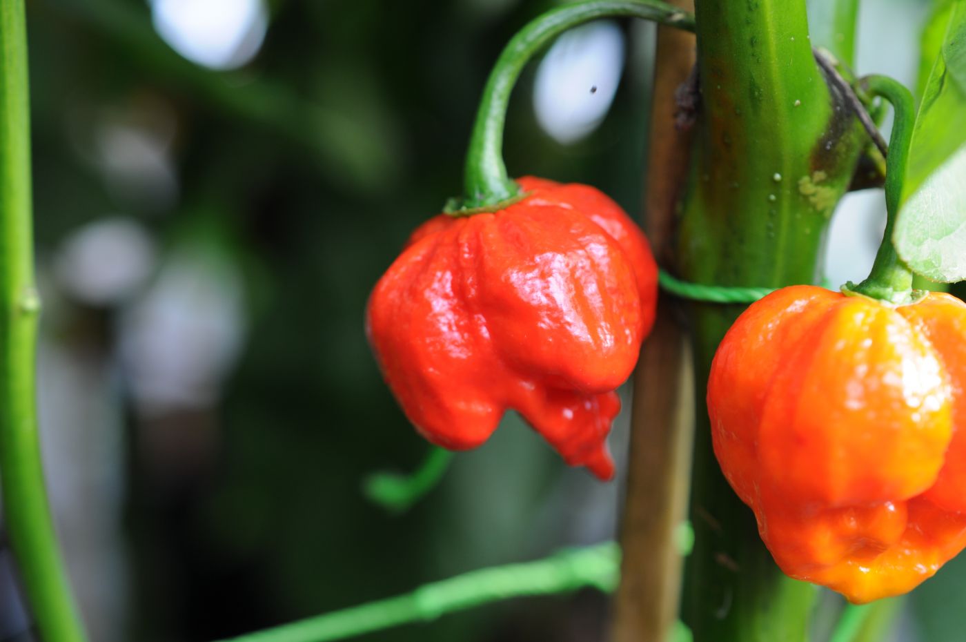 Douglah Red– C. chinense