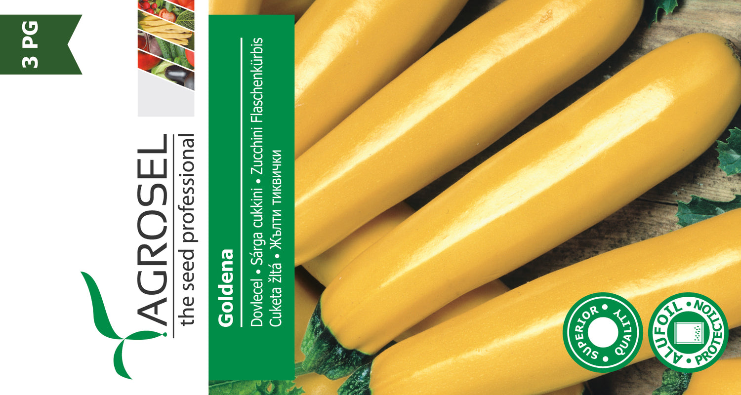 Squash - Goldena - Stor pk