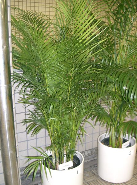Golden Cone Palm - Dypsis Lutescens