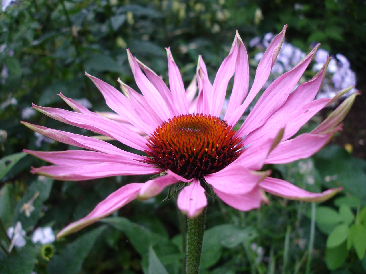 Smalbladet Solhat - Echinacea angustifolia - ØKO