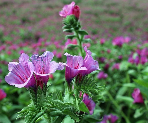 Echium amoenum