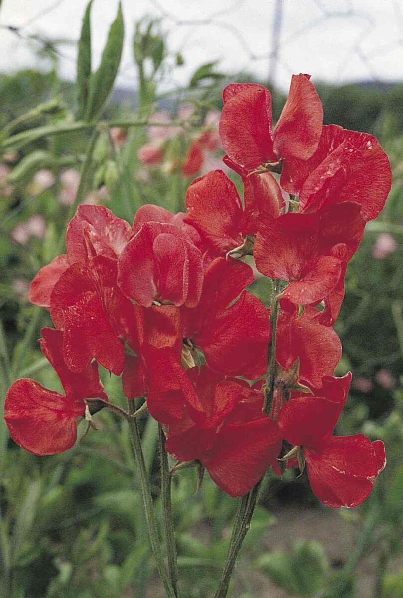 Ærteblomst - Lathyrus Odoratus Elegance Scarlet