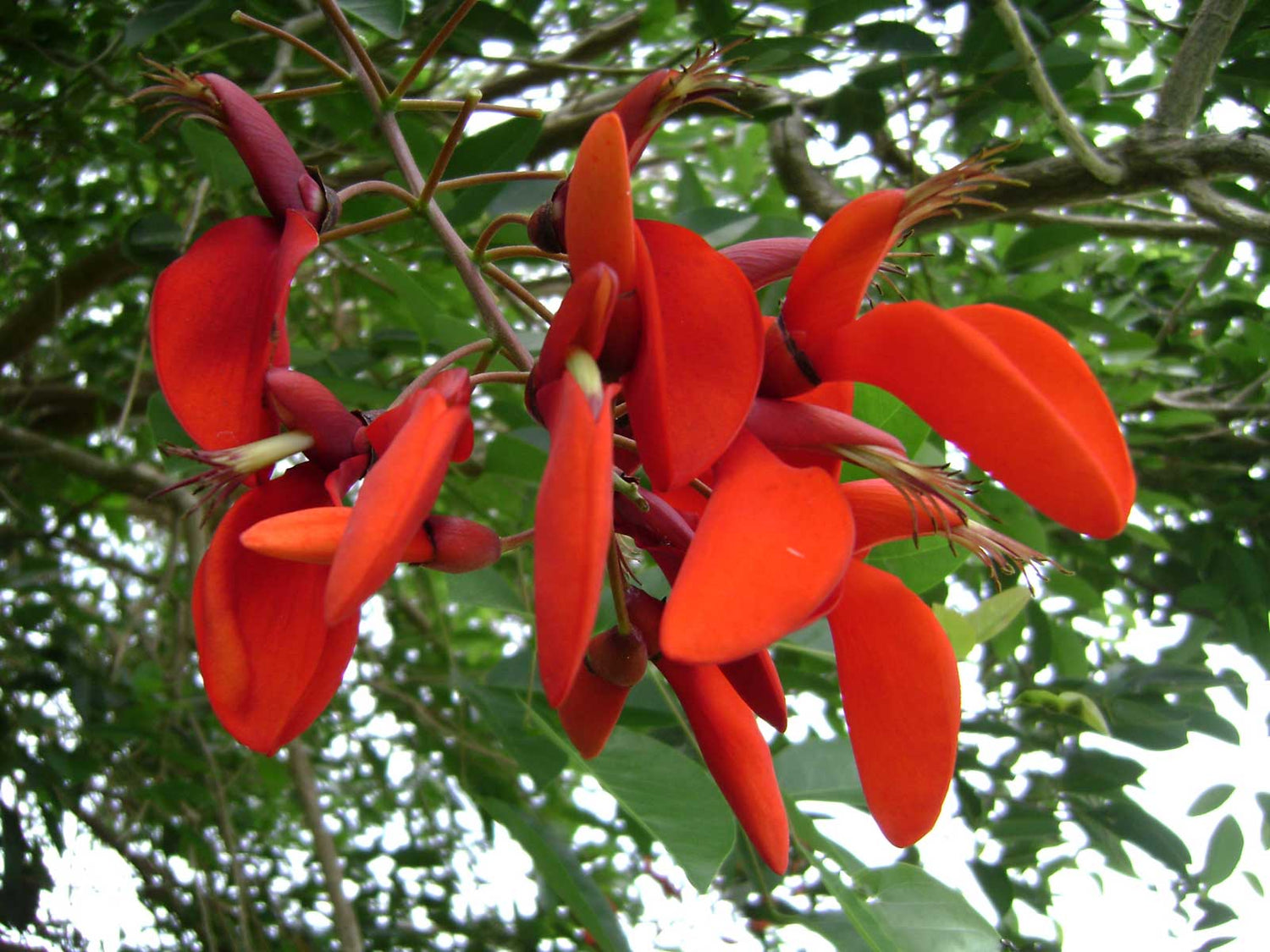 Koral Træ - Erythrina fusca