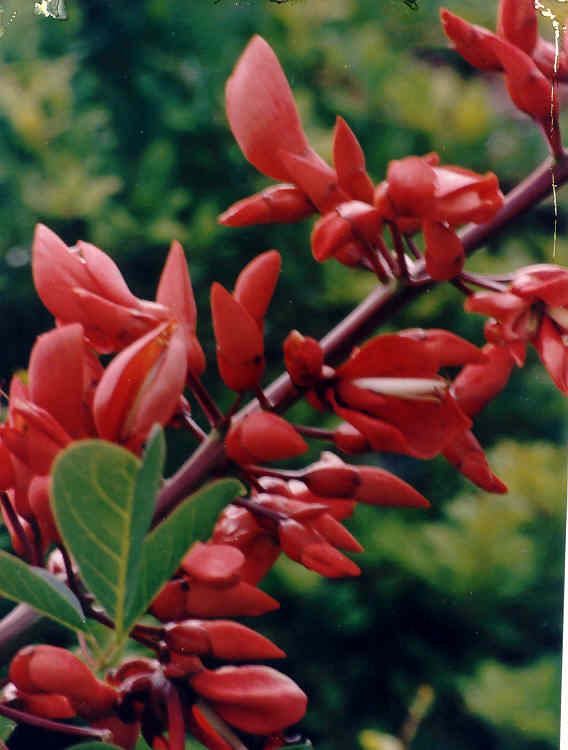 Koralbusk - Erythrina crista-galli
