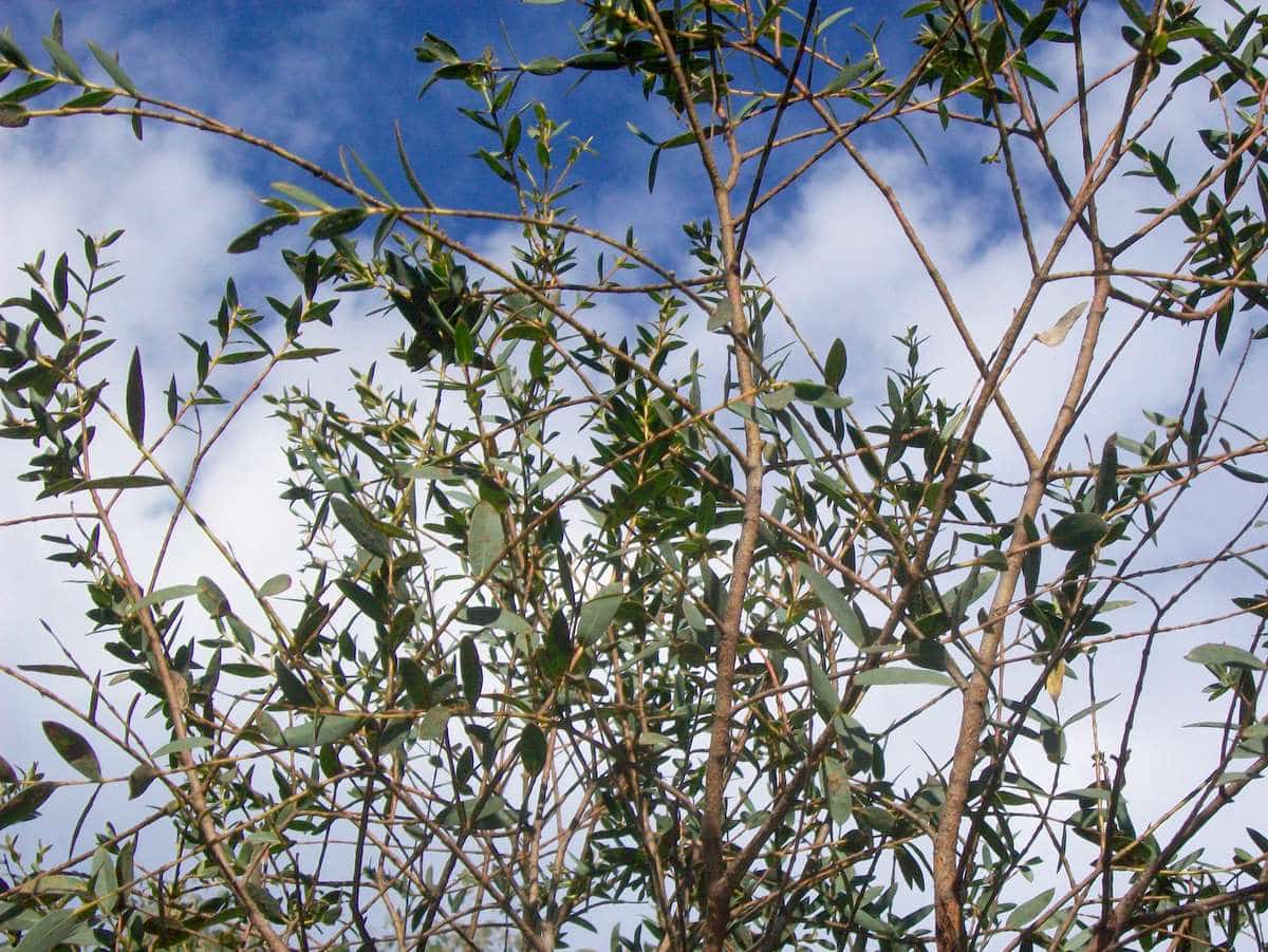 Eucalyptus Parvula