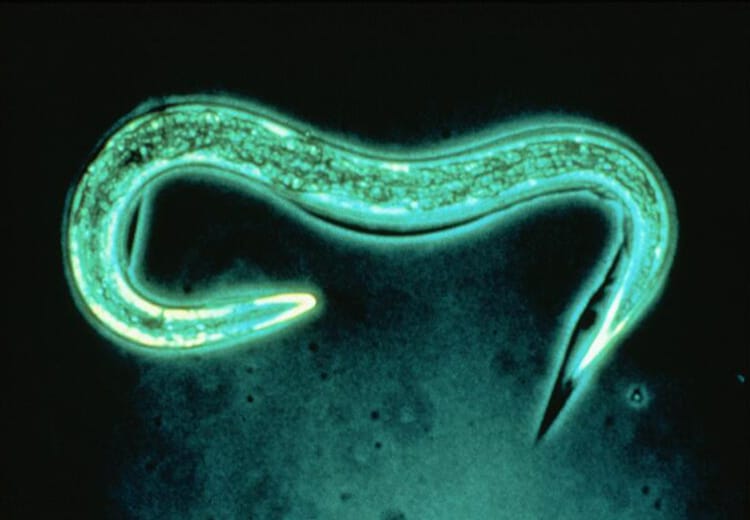 Nematoder mod snegle - Exhibitline Sf