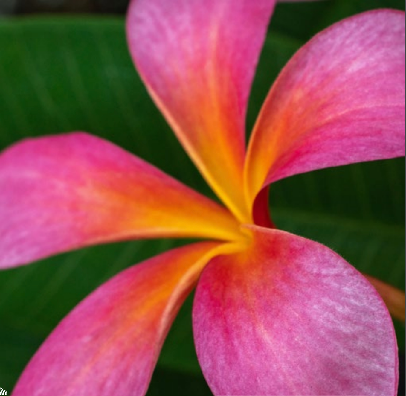 Plumeria - Exotica - PLANTE!