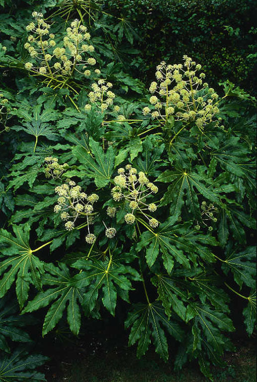 Japansk Aralie - Fatsia japonica