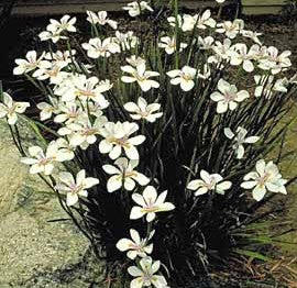 Fjortendages Lilje - Dietes iridioides
