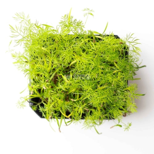 Mikro Grønt - Fennikel - 50 Gram