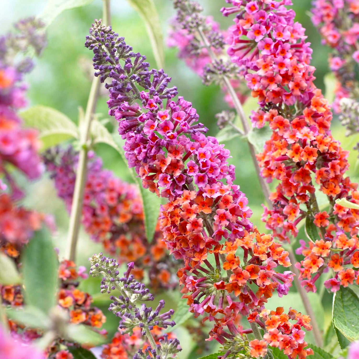 Sommerfuglebusk - Flowerpower - Buddleia davidii - BUSK