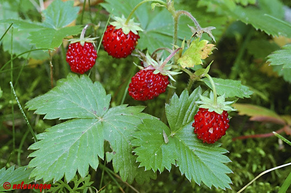 Skovjordbær- Fragaria vesca