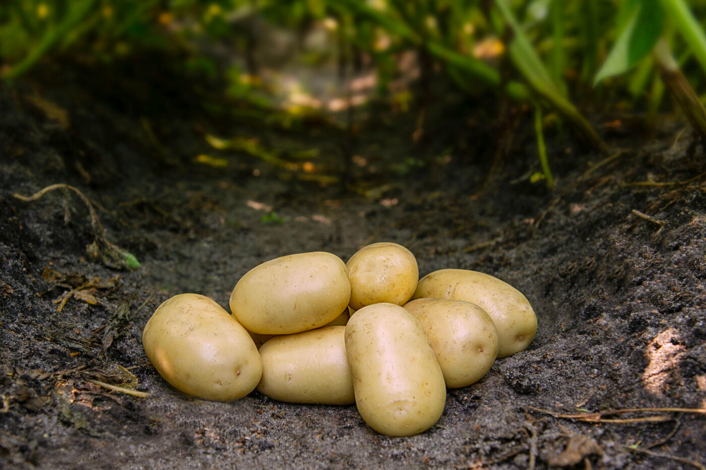 Bondens Bedste – FRIG 1,5 KG – Læggekartoffel