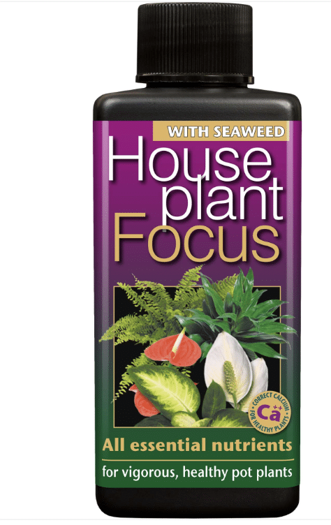 GT Houseplant Focus