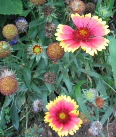 Kokardeblomst - Gailladia 'Aristata' Blandede farver