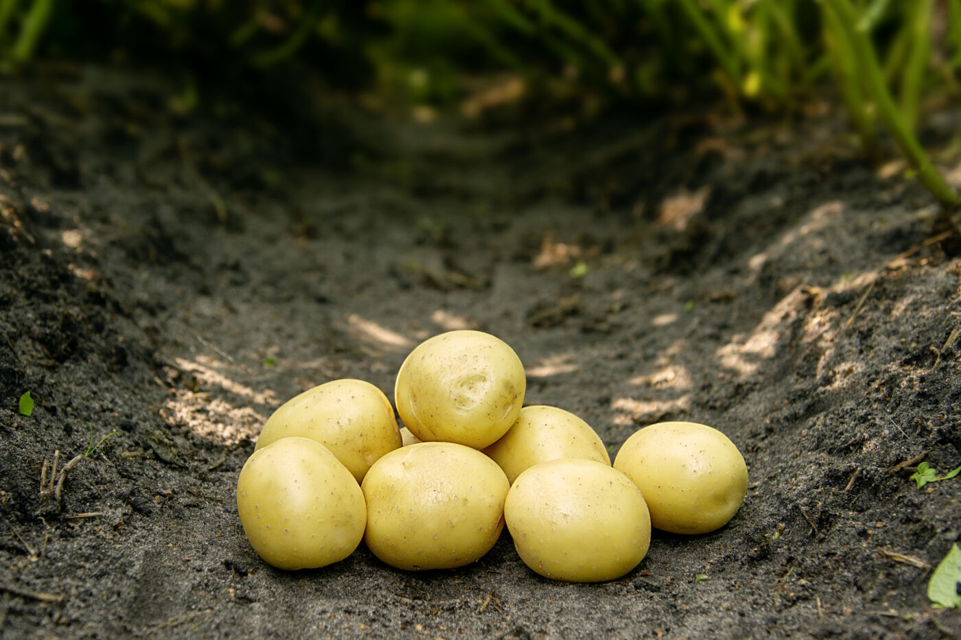 Bondens Bedste – GALA 1,5 kg– Læggekartoffel