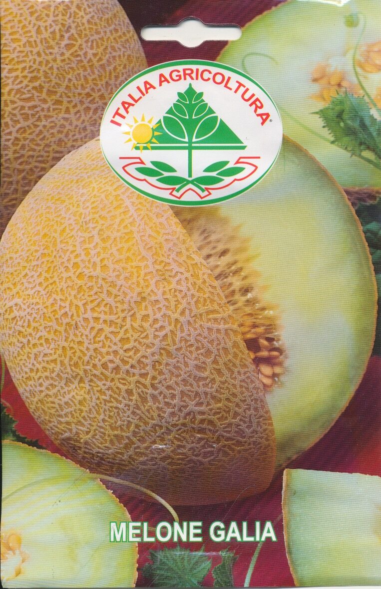 Melon - Galia