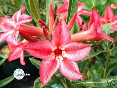 Ørkenrose - Adenium 'Garden of falling start'