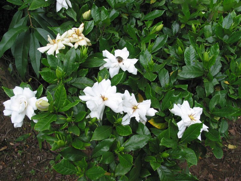 Gardenia - Gardenia Jasminoides (Duft Jasmin)