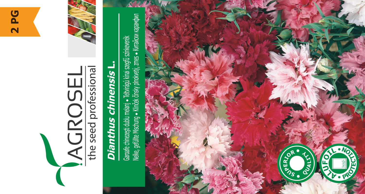 Nellike - Dianthus Chinensis