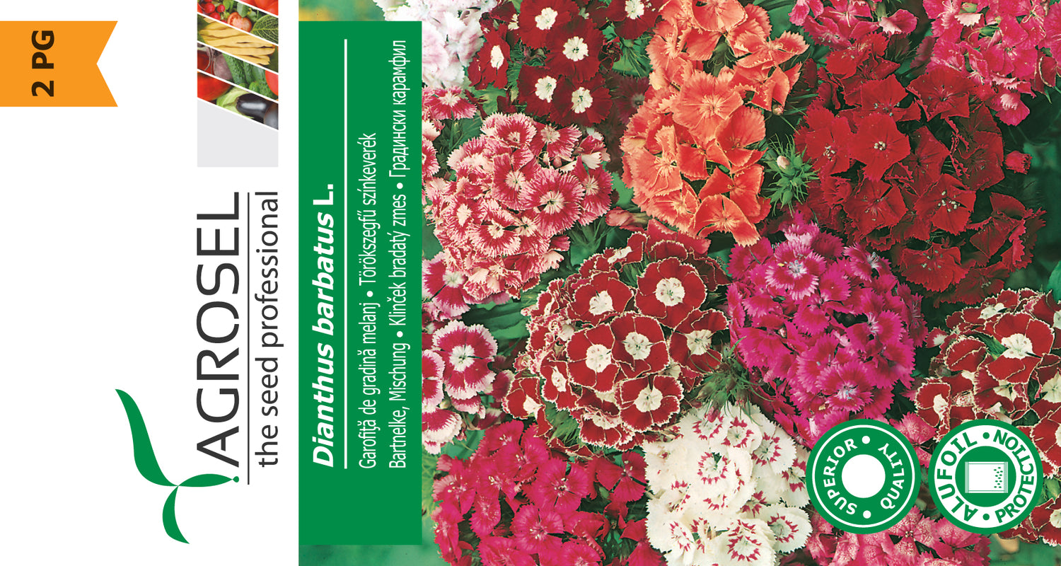 Studenternelliker - Dianthus Barbatus - Sweet William - PG2