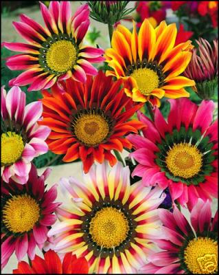 Gazania - Sunshine hybrid mix