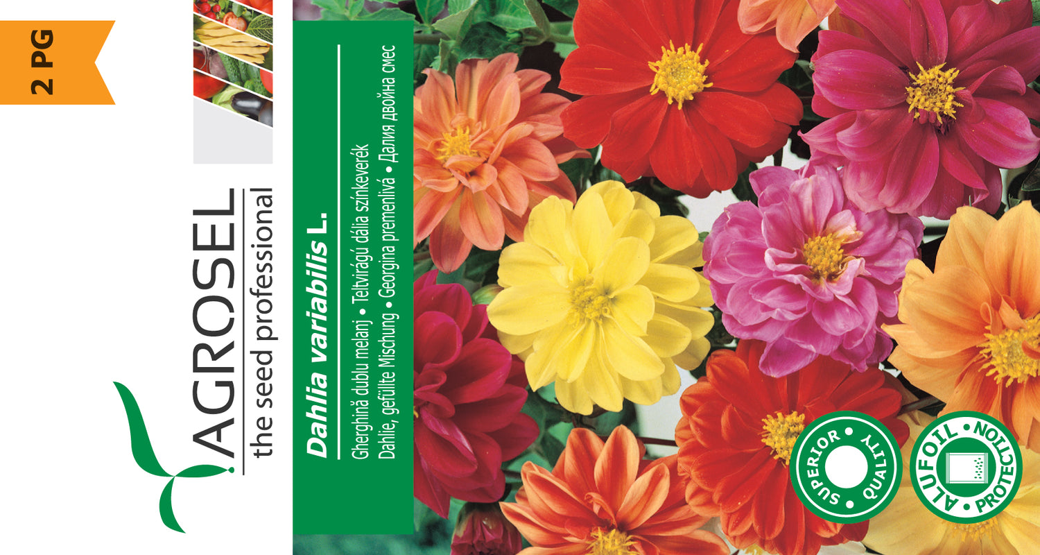 Dahlia double mix