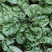 Spinat - Giant Noble - Spinacia oleracea