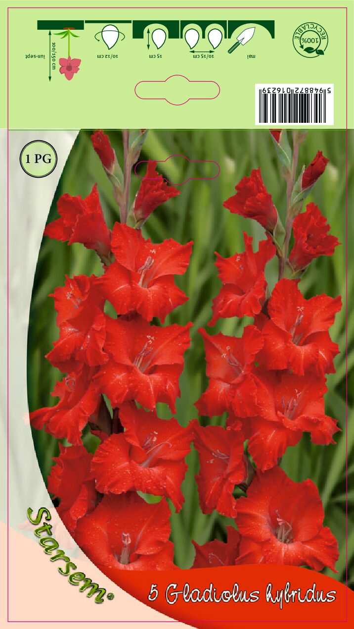 Gladiolus - Rød - Løg