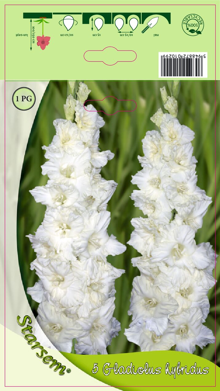 Gladiolus - Hvid - Løg