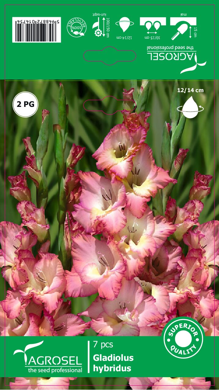 Gladiolus - Cheops - Løg