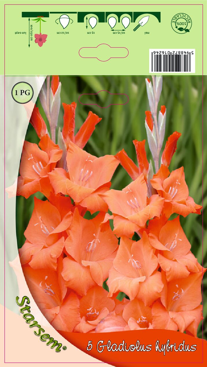 Gladiolus - Orange - Løg