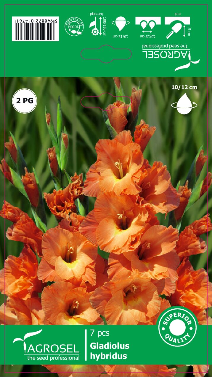 Gladiolus - Savannah - Løg