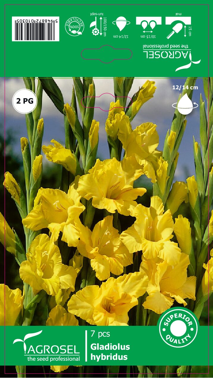Gladiolus - Yellow - Løg