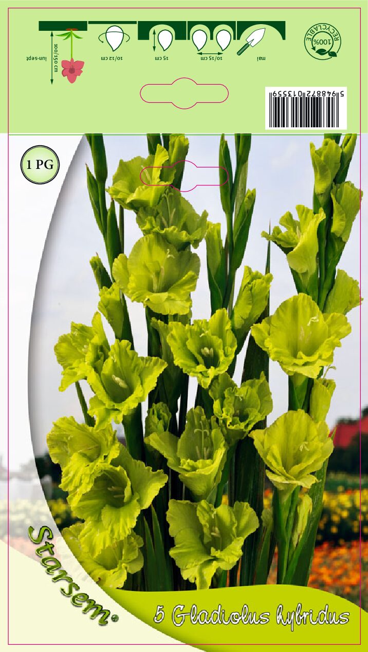 Gladiolus - Grøn - Løg