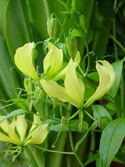 Grøn-Gul Klatrelilje - Gloriosa Greenii
