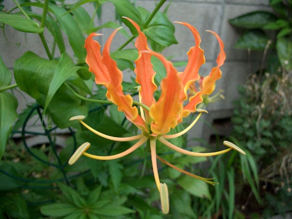 Gloriosa Orange - Orange Klatrelilje