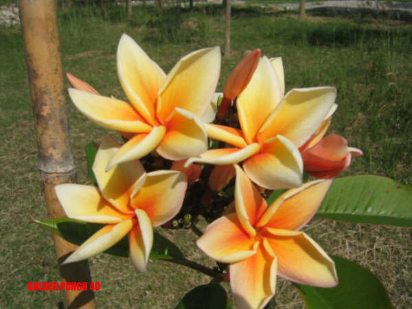 Plumeria - Golden Punch