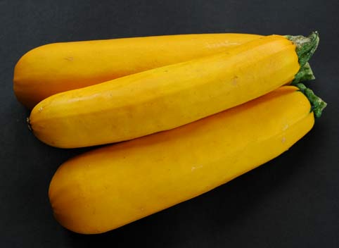 Golden Zucchini Squash