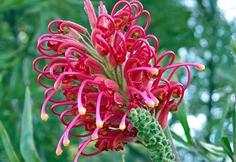 Rødblomstret Grevillea - G. banksii var. forsteri