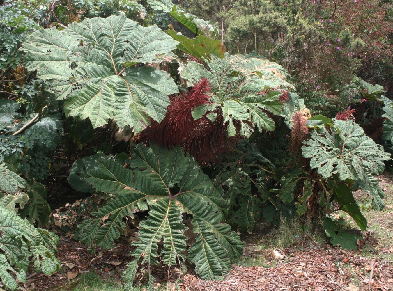 Gunnera insignis