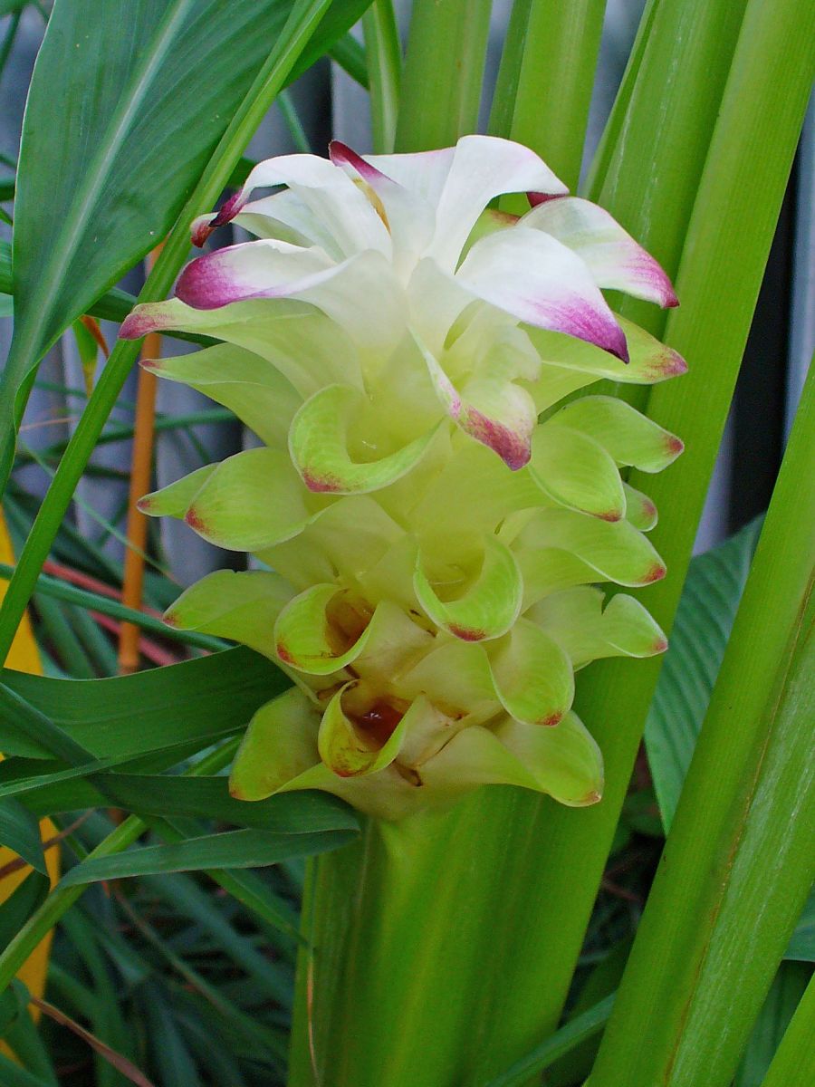 Gurkemeje - Curcuma longa - 3 Rhizomer